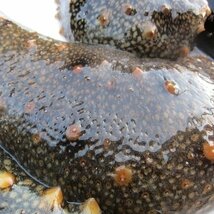 ３箱、季節限定「活赤なまこ 1kg」やわらか～　『魚王国』境港産_画像4