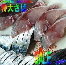 とれたて直送!! 脂の乗った「真さば大5kg」活生直送、鮮度抜群-山陰境港産_画像1