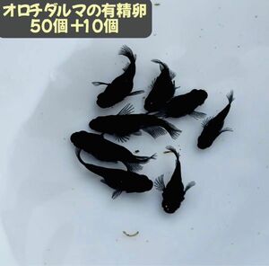 オロチダルマメダカの有精卵50個＋10個セット 固定率抜群！