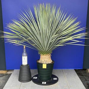 丹精込めて育てました　ユッカ　ロストラータ　(黄色シール) Yucca rostrata 国内栽培　180サイズ　　　　