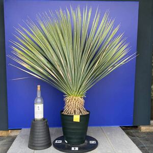 丹精込めて育てました　ユッカ　ロストラータ　(黄色シール) Yucca rostrata 国内栽培　180サイズ　　　　