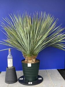 珍品　3分頭　ユッカロストラータ(白青シール)Yucca rostrata 国内栽培　160サイズ