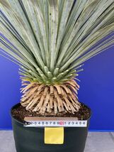 丹精込めて育てました　ユッカ　ロストラータ　(黄色シール) Yucca rostrata 国内栽培　180サイズ　　　　_画像2