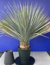 丹精込めて育てました　ユッカ　ロストラータ　(黄色シール) Yucca rostrata 国内栽培　180サイズ　　　　_画像3