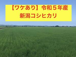 【ワケあり】令和５年・新潟コシヒカリ約30kg 玄米（古代米入り）#C2