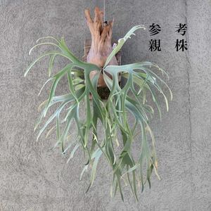 P.willinckii 月光爪哇　ビカクシダ 