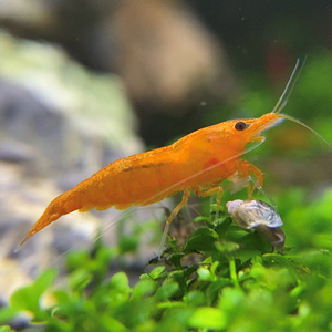  sun ki -stroke shrimp 10 tail [ less selection another /1.0.±][+3 tail service ]