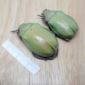 [昆虫標本] Chrysina erubescens no.168メキシコの宝石コガネムシ