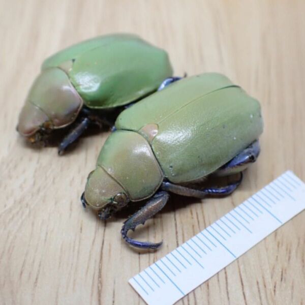 [昆虫標本] Chrysina erubescens no.172メキシコの宝石コガネムシ