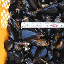 釣り餌に ムール貝３ｋｇ３キロ イガイ カラス貝 ムール貝 釣りエサ クロダイ 黒鯛 チヌ 石鯛 コブダイ カワハギ釣りに 冷凍餌 冷凍エサ★_画像3