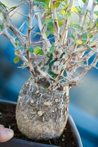 ◎特選 Fouquieria columnaris フォークイエリア コルムナリス 観峰玉　適度に小ぶりでも迫力ある形　現地球 コーデックス 塊根植物