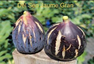 イチジク 穂木 Del Sen Jaume Gran 高級イチジク(DSJG) （ デル セン ジャウメ グラン ）