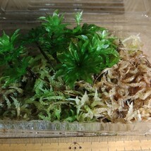 訳あり カサゴケ 　枯れ破損あり 天然　苔　コケ　13cm×9cm 　(山形パック）　テラリウム　盆栽　他。　_画像2