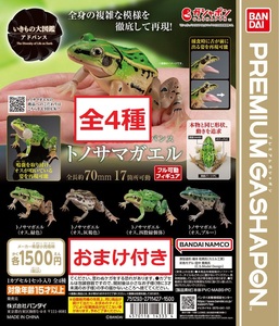 ☆いきもの大図鑑アドバンス トノサマガエル 全4種 殿様蛙 プレミアムガシャポン カエル フィギュア ガチャ アマガエル 爬虫類