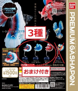 ☆送料無料 いきもの大図鑑アドバンス ベタ 3種 プレミアムガシャポン PREMIUM GASHAPON ガチャガチャ Betta 魚 闘魚 生き物