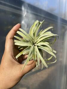 Tillandsia ionantha Predator x streptophylla