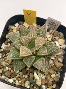 ハオルチア (4) Strawberry Soul ウィミー交配種No.174 多肉植物 Haworthia ハオルシア