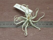 Tillandsia reichenbachii チランジア・ライヘンバッキー●エアプランツEP★第四種送料別途★税別1円～!!_画像2