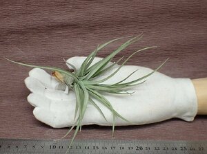 Tillandsia aeranthos 'Ultra Violet' チランジア・アエラントス ウルトラバイオレット★エアプランツPR★第四種送料別途★税別1円～!!