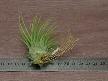 Tillandsia ionantha 'Rosita Giant Clone' イオナンタ ロシータジャイアントクローン■エアプランツTI★第四種送料別途★税別1円～!!_画像2