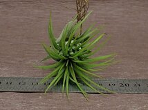 Tillandsia ionantha 'Rosita Giant Clone' イオナンタ ロシータジャイアントクローン■エアプランツTI★第四種送料別途★税別1円～!!_画像3