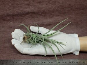 Tillandsia micans Hybrid チランジア ミカンス　ハイブリッド★エアプランツTI★第四種送料別途★税別1円～!!