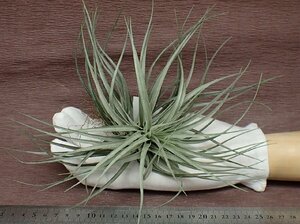 Tillandsia 'Houston' チランジア ヒューストン★エアプランツKK★第四種送料別途★税別1円～!!