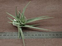 Tillandsia recurvifolia チランジア・レクルビフォリア★エアプランツTI★第四種送料別途★税別1円～!!_画像3