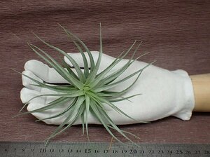 Tillandsia aeranthos x T.stricta Petropolis アエラントスxストリクタ ペトロリス★エアプランツPR★第四種送料別途★税別1円～!!