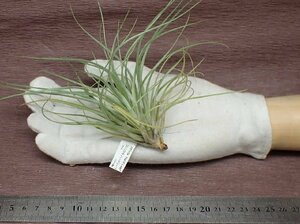 Tillandsia stricta 'Hard Leaf' チランジア・ストリクタ ハードリーフ●エアプランツCO★第四種送料別途★税別1円～!!