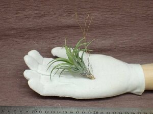 Tillandsia neglecta 'Giant' チランジア・ネグレクタ ジャイアント■エアプランツTI★第四種送料別途★税別1円～!!