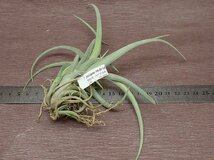 Tillandsia micans Hybrid チランジア ミカンス　ハイブリッド★エアプランツTI★第四種送料別途★税別1円～!!_画像2