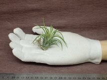 Tillandsia ionantha 'Curly Giant' チランジア・イオナンタ カーリージャイアント■エアプランツTI★第四種送料別途★税別1円～!!_画像1