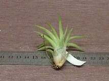 Tillandsia ionantha 'Peach' チランジア・イオナンタ ピーチ●エアプランツTI★第四種送料別途★税別1円～!!_画像2