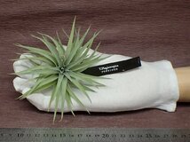 Tillandsia plagiotropica チランジア・プラギオトロピカ●エアプランツEP★第四種送料別途★税別1円～!!_画像1