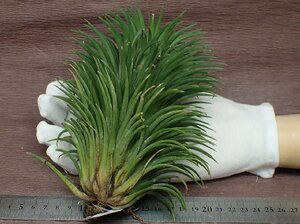 Tillandsia ionantha Giant Form チランジア・イオナンタ ジャイアントフォーム■エアプランツKK★第四種送料別途★税別1円～!!