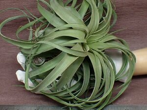 Tillandsia 'Eric Knobloch' チランジア エリックノブロック★エアプランツKK★第四種送料別途★税別1円～!!