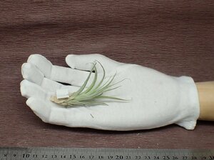 Tillandsia subsecundifolia チランジア・サブセクンディフォリア●エアプランツTI★第四種送料別途★税別1円～!!