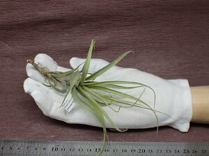 Tillandsia latifolia 'Caulescent' チランジア・ラティフォリア カウレッセント●エアプランツTI★第四種送料別途★税別1円～!!