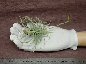 Tillandsia caliginosa x T.mallemontii チランジア・カリギノサxマレモンティ●エアプランツPR★第四種送料別途★税別1円～!!