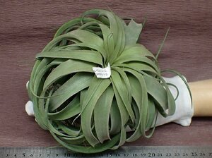 Tillandsia 'Eric Knobloch' チランジア エリックノブロック★エアプランツKK★第四種送料別途★税別1円～!!