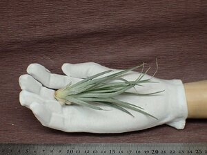 Tillandsia 'Chantilly' チランジア シャンティリイ★エアプランツTI★第四種送料別途★税別1円～!!