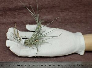 Tillandsia usneoides x T.recurvata form1 ウスネオイデスxレクルバータ フォーム1●エアプランツPR★第四種送料別途★税別1円～!!