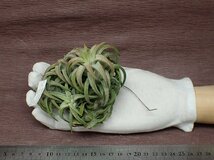 Tillandsia ionantha v.vanhyningii Jumbo form イオナンタ バンハイジャンボフォーム★エアプランツKK★第四種送料別途★税別1円～!!_画像1