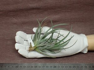 Tillandsia albertiana x T.recurvifolia チランジア・アルベルティアナxレクルビフォリア★エアプランツPR★第四種送料別途★税別1円～!!