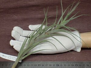 Tillandsia queroensis チランジア・クエロエンシス★エアプランツEP★第四種送料別途★税別1円～!!