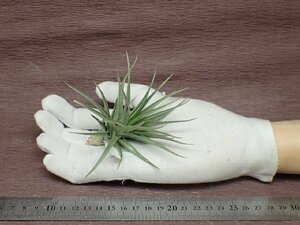 Tillandsia aeranthos MidnightBlueFlower form アエラントス ミッドナイトブルーフォーム★エアプランツPR★第四種送料別途★税別1円～!!