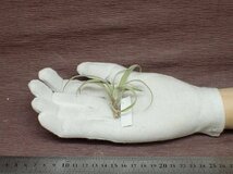 Tillandsia xerographica x T.brachycaulos チランジア・キセログラフィカxブラキカウロス■エアプランツTI★第四種送料別途★税別1円～!!_画像1