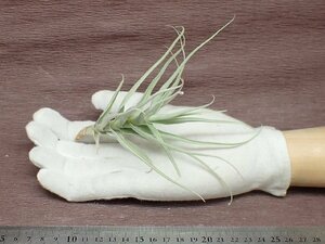 Tillandsia straminea 'Apurimac' チランジア・ストラミネア アプリマク★エアプランツTR★第四種送料別途★税別1円～!!