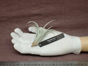 Tillandsia pseudomicans チランジア・シュードミカンス■エアプランツEP★第四種送料別途★税別1円～!!